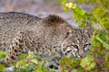 Stalking Bobcat