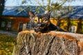 A stalking cat lying on an old stump at sunset