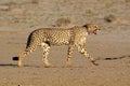 Stalking Cheetah Royalty Free Stock Photo