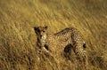 Stalking cheetah Royalty Free Stock Photo
