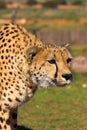 Stalking Cheetah Royalty Free Stock Photo