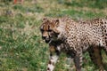 Stalking Cheetah on a Prairie Royalty Free Stock Photo