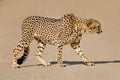 Stalking cheetah - South Africa Royalty Free Stock Photo