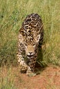 Stalking Jaguar Cub Royalty Free Stock Photo