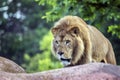 Stalking Lion Royalty Free Stock Photo