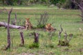 Stalking lions in the Okavango Delta.