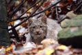 Stalking Lynx Royalty Free Stock Photo