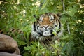 Stalking Malayan Tiger peers through the branches Royalty Free Stock Photo