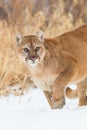 Stalking mountain lion portrait Royalty Free Stock Photo