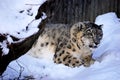 Stalking Snow Leopard Royalty Free Stock Photo