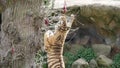 A tiger leaps to catch hanging food