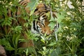 Stalking Tiger peers through the branches