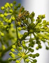 Stalking wasp sitting face to face with a fly