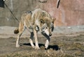 Stalking wolf Royalty Free Stock Photo