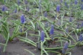 Stalks of blue flowers of Armenian grape hyacinths Royalty Free Stock Photo