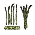 5 stalks and bundle of asparagus. Royalty Free Stock Photo