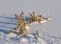 Stalks cattail in snow