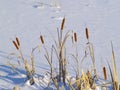 Stalks cattail in snow