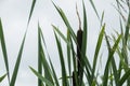 Stalks of cattail very beautiful