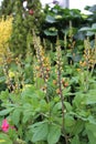 Stalks of Cherries Jubilee, False Indigo Baptisia Filled with Flower Buds