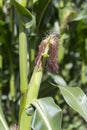 Stalks of corn grow in a field