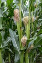 Stalks of corn grow in a field