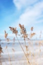 Stalks of dry cane with fluffy tops against a blue sky with clouds Royalty Free Stock Photo