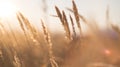 Stalks of dry grass