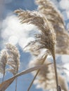 The stalks of dry reeds in front of the blue water of the river. Beautiful light and bokeh