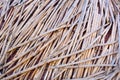 Stalks of dryed reeds with orange and black pattern.