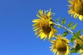 Two flowers of a sunflower against the blue summer sky. Royalty Free Stock Photo