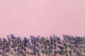 Stalks of fragrant blooming lavender on a textural pink background. Summer and romantic greeting card with copy space