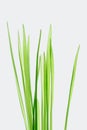 Stalks of grass