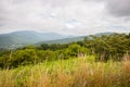 Stalks of grass with foggy mountains in background