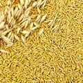 Texture from oat grains with stalks Royalty Free Stock Photo