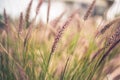 Stalks of Purple Fountain Grass, Pennisetum advena Rubrum, in a delicate image for nature backgrounds Royalty Free Stock Photo