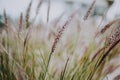 Stalks of Purple Fountain Grass, Pennisetum advena Rubrum, in a delicate image for nature backgrounds, added film grain Royalty Free Stock Photo