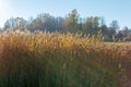 Stalks of reed against the autumn golden sun Royalty Free Stock Photo