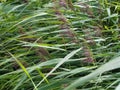 Stalks of reed bending in the wind