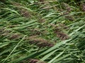 Stalks of reed bending in the wind, 2