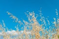 Stalks of ripe oats in motion in the wind on a blue sky background