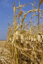 Stalks of ripe yellow corn, the leaves flutter in the wind Royalty Free Stock Photo