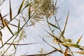 Stalks and seeds of water reeds seen from the moist soil against the blue sky Royalty Free Stock Photo