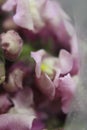 Snapdragons pink 7377 Royalty Free Stock Photo