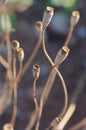 Stalks of some dried poppies in the field