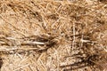 Stalks of straw on a mowed field in close up