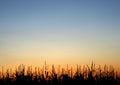 Stalks at Sunset