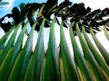 The stalks of travellers palm tree