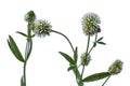 Stalks of Trifolium pannonicum or mountain clover with white flowers close-up isolated on a white background. Beautiful juicy