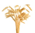 Stalks of wheat ears Royalty Free Stock Photo